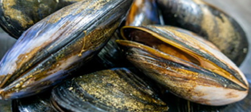 COMO LIMPIAR LOS MEJILLONES FÁCIL CON EL CUBRECUCHILLAS Thermomix®
